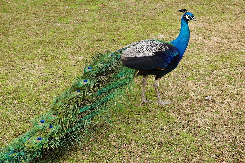 Noah's Ark Animal Sanctuary
